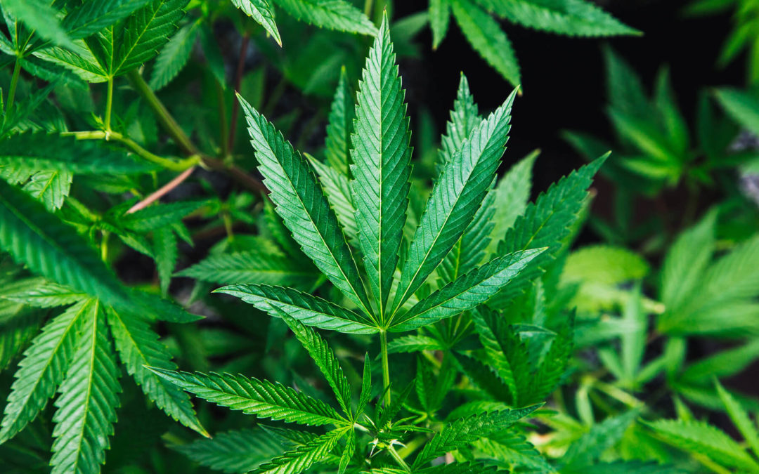 Seed to Sale: Crypto + Cannabis OpportunitiesSeptember 25, 2018