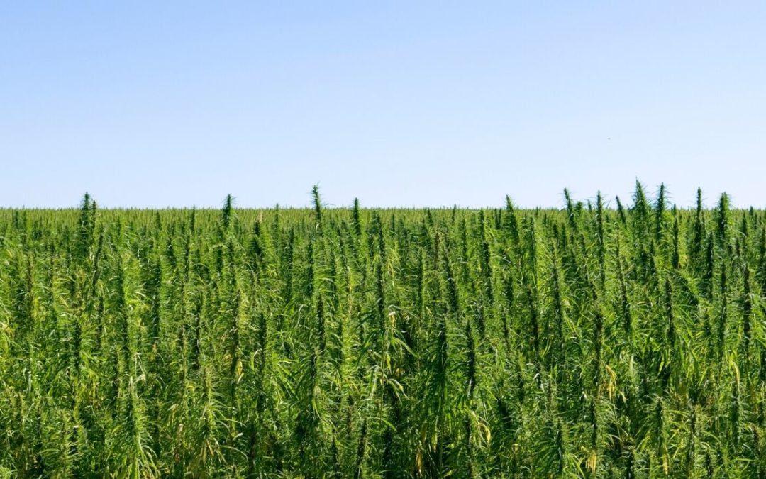 A New Business Model: Helping Socially Equitable Cannabis Farming Cooperatives Obtain CapitalApril 15, 2021